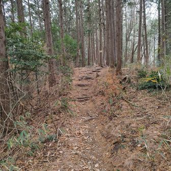 道入ってすぐの坊主山？