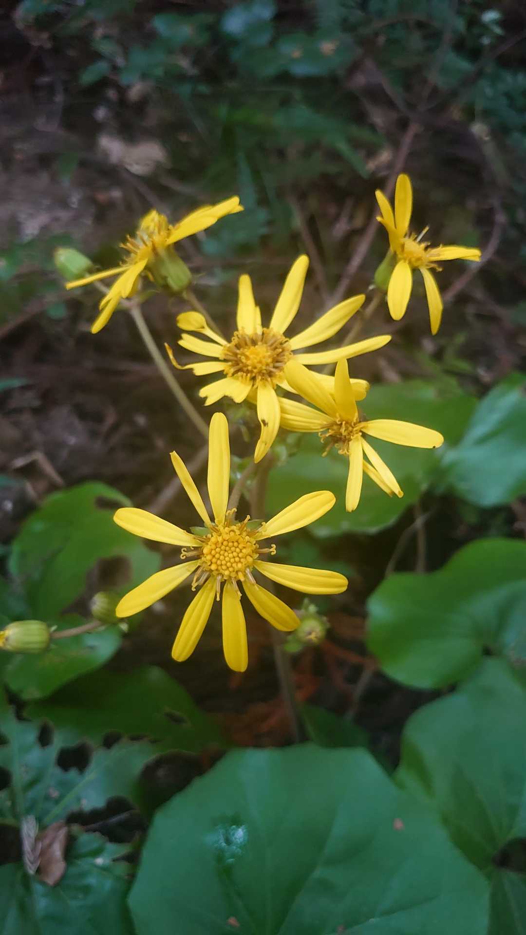 ツワブキという花🌻