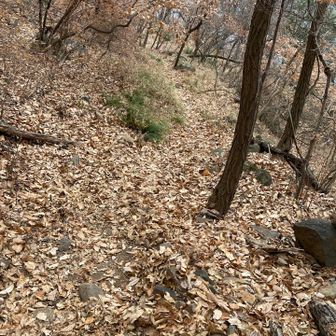 枯れ葉が多いです