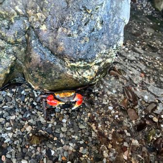 カニさんも見てたね🦀