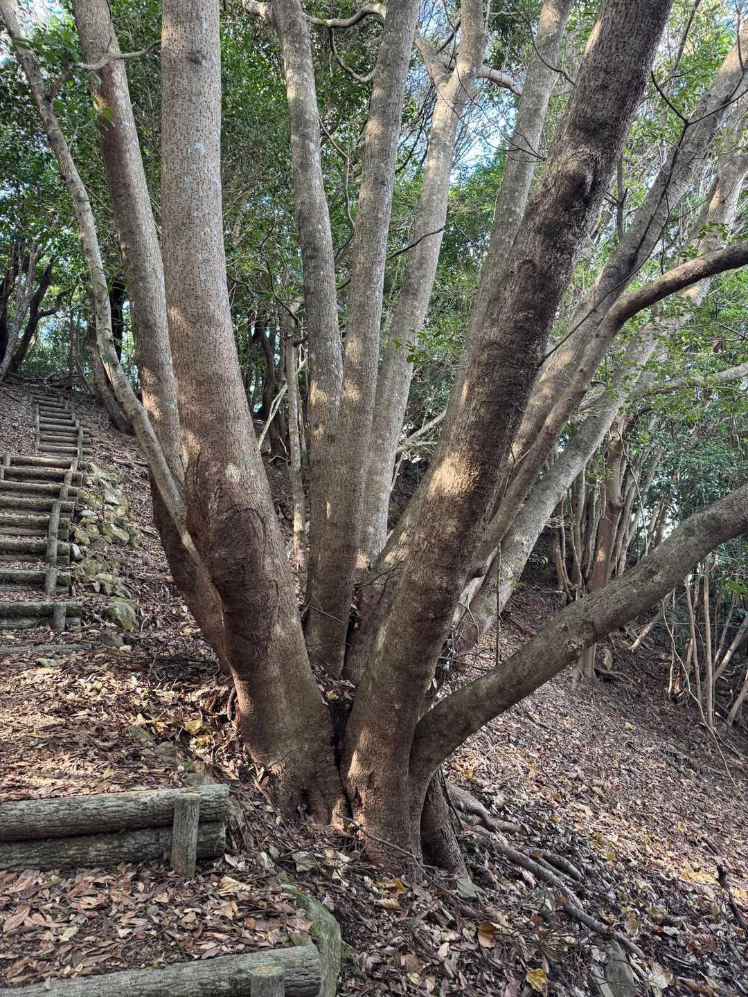 生えすぎでしょw
何本あるん？