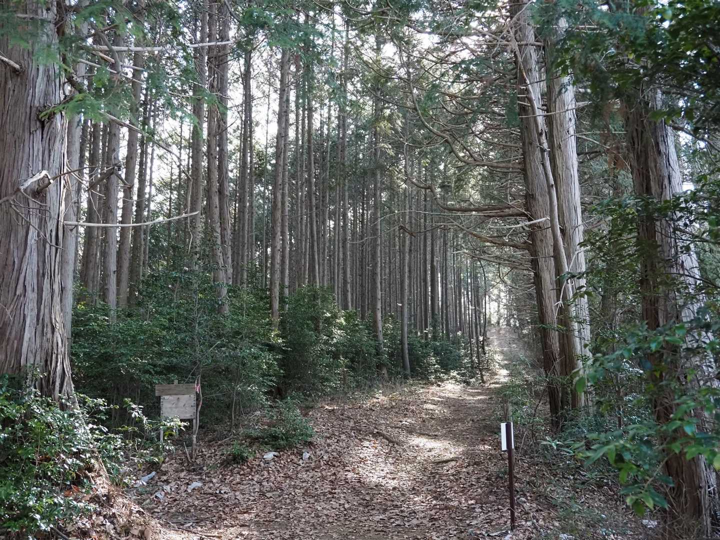 いい里さかがわ館-焼森山登山口-ミツマタの小径入口-鶏足山 往復コースの写真