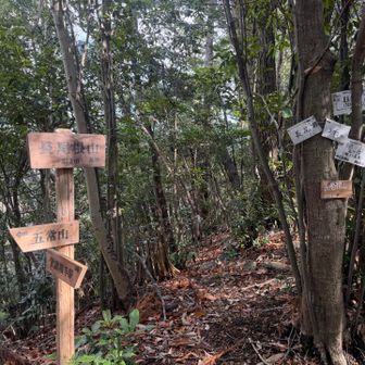 ココからは歩き易い道…って、山頂標が大渋滞してる…