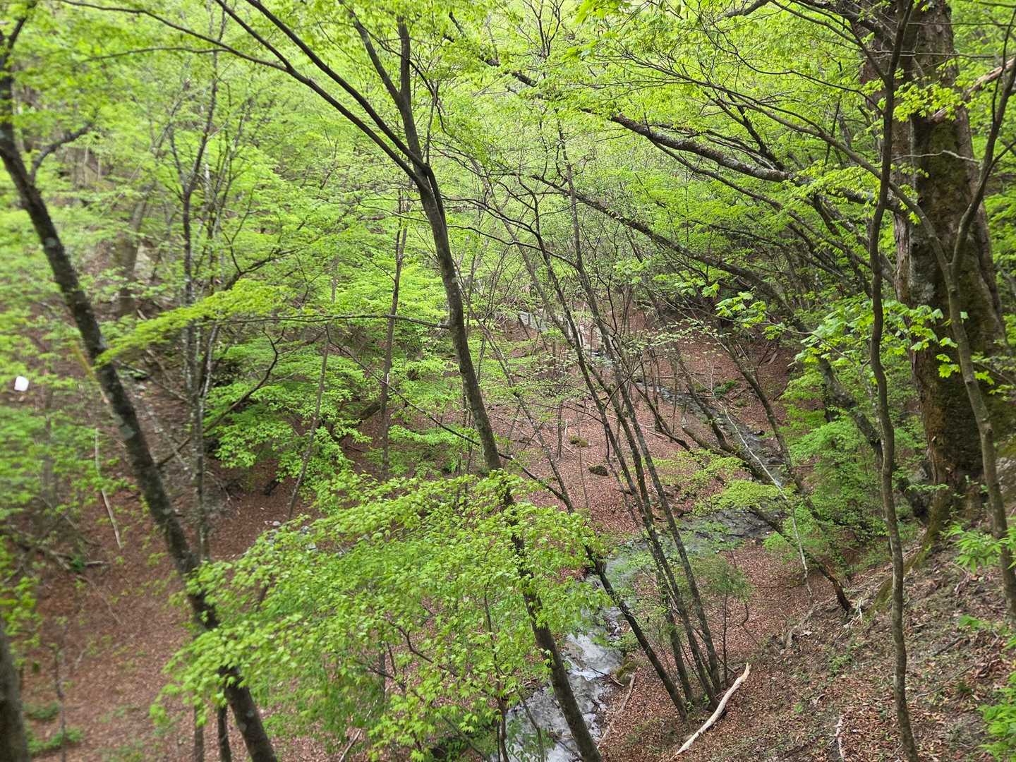 甲武信ヶ岳（西沢渓谷入口）＜徳ちゃん新道＞の写真
