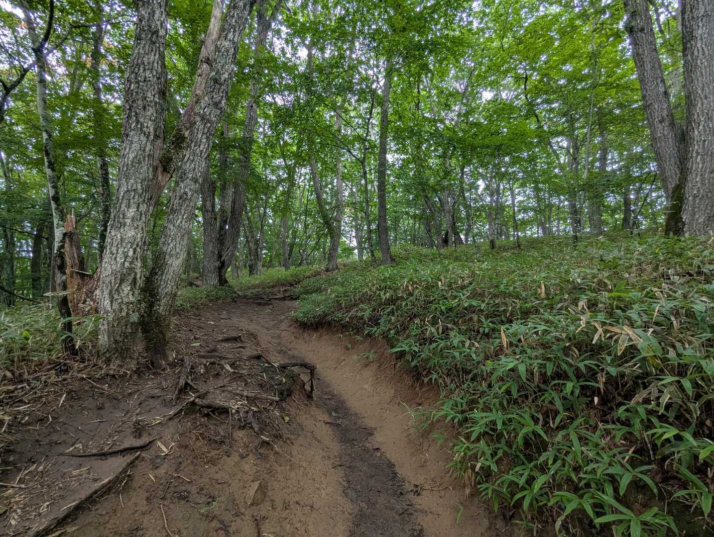 めちゃんこきれいな道です
流石の百名山🏕️
