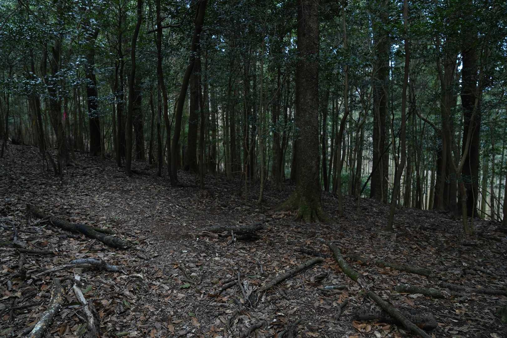 紫尾山 周回コースの写真
