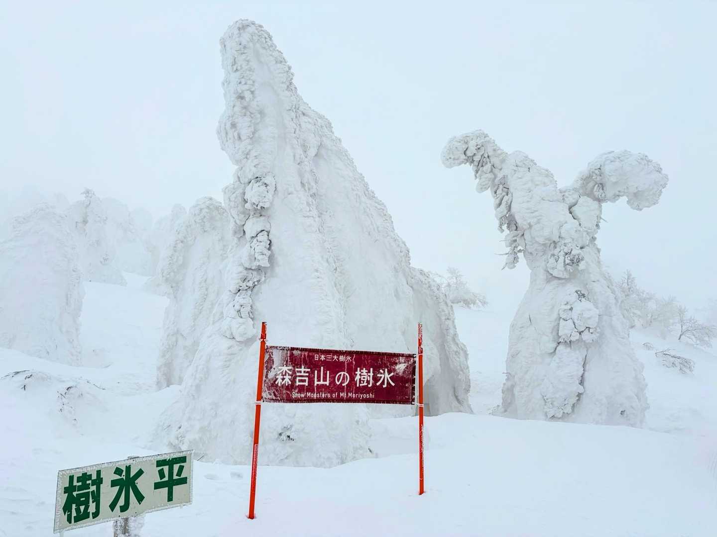 樹氷平の樹氷☃️
気温が高く心配していたが、
付着具合は良かった👍