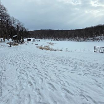 ２日前に来たばかりの利根別自然公園だけど今度こそ🦉ウォッチング（今日はほぼ満車でした）