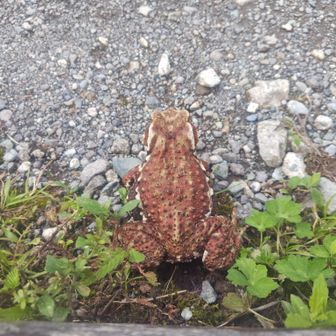 またヒキガエル。