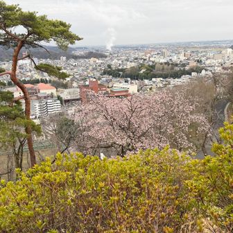 織姫神社裏手の登山道から見た足利市街。人口が多い割に静かな朝です。
