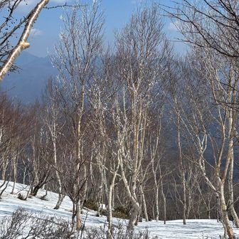 赤城山のシラカバの森は、いつ見ても美しい
この後は、ぬかるんでどろどろジゴクジゴク〜
それさえもおもしろかった〜ありがとう🏔️