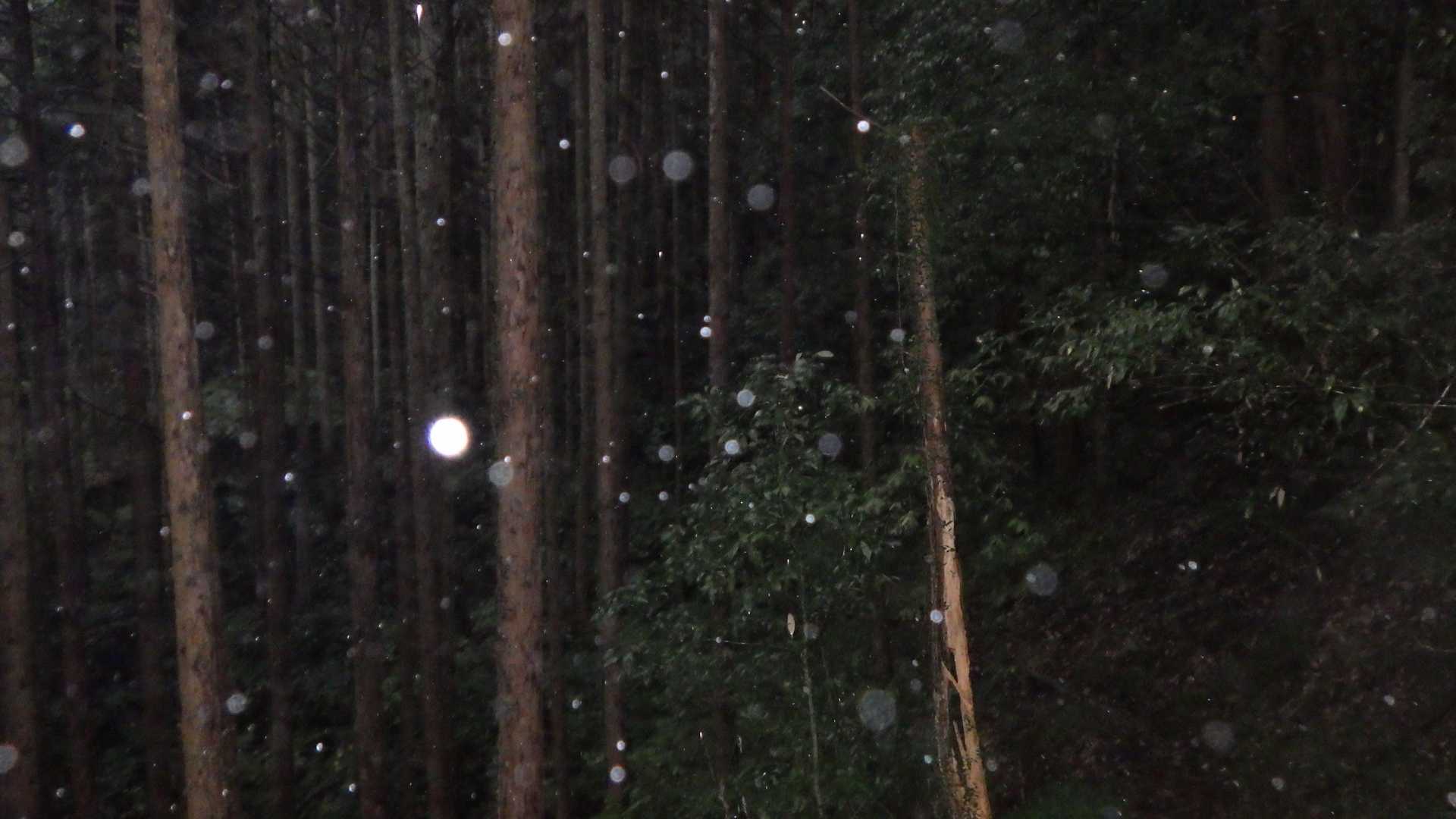 　森の木霊が