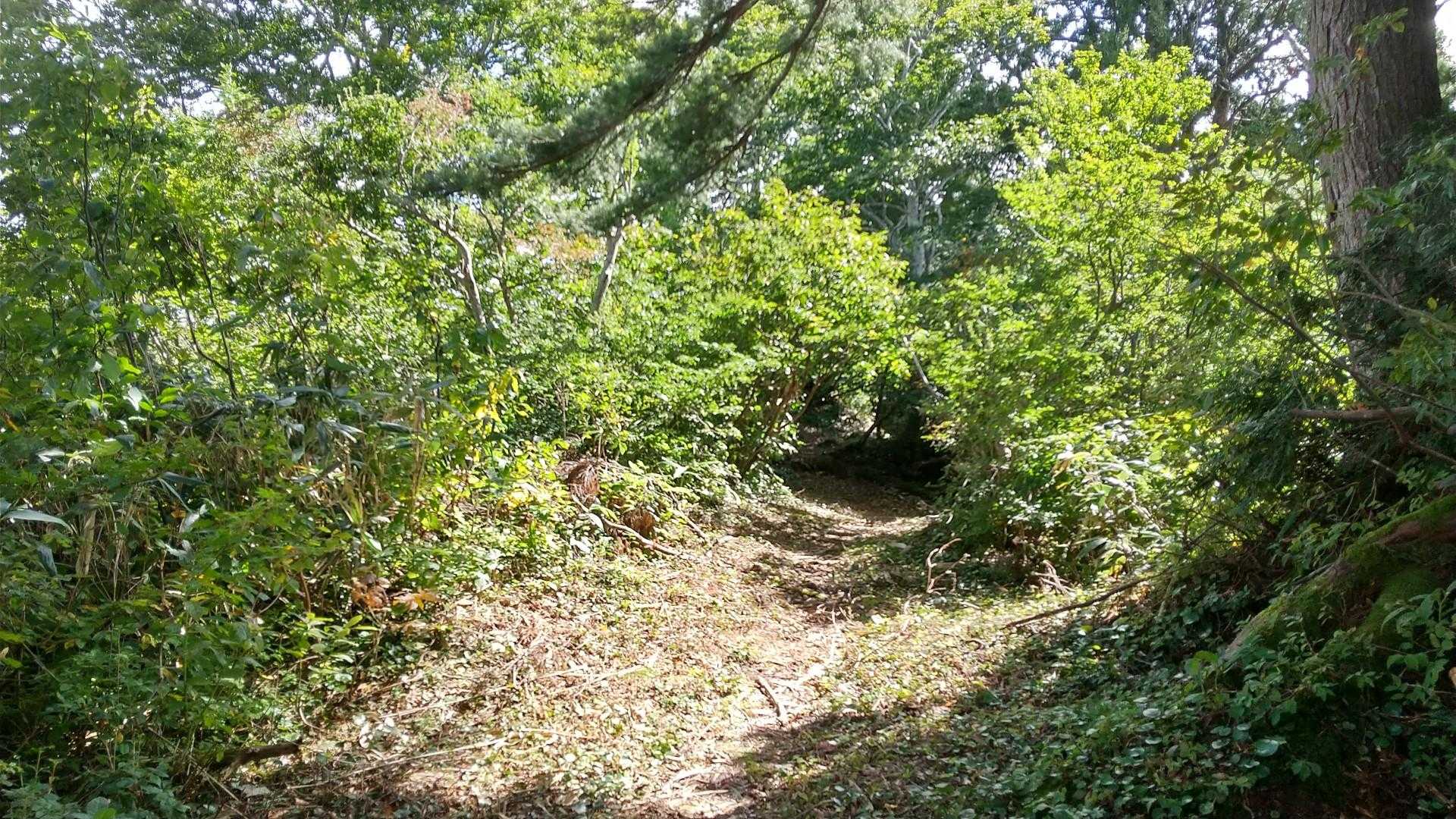 刈り払いされてて気持ちいい登山道😄