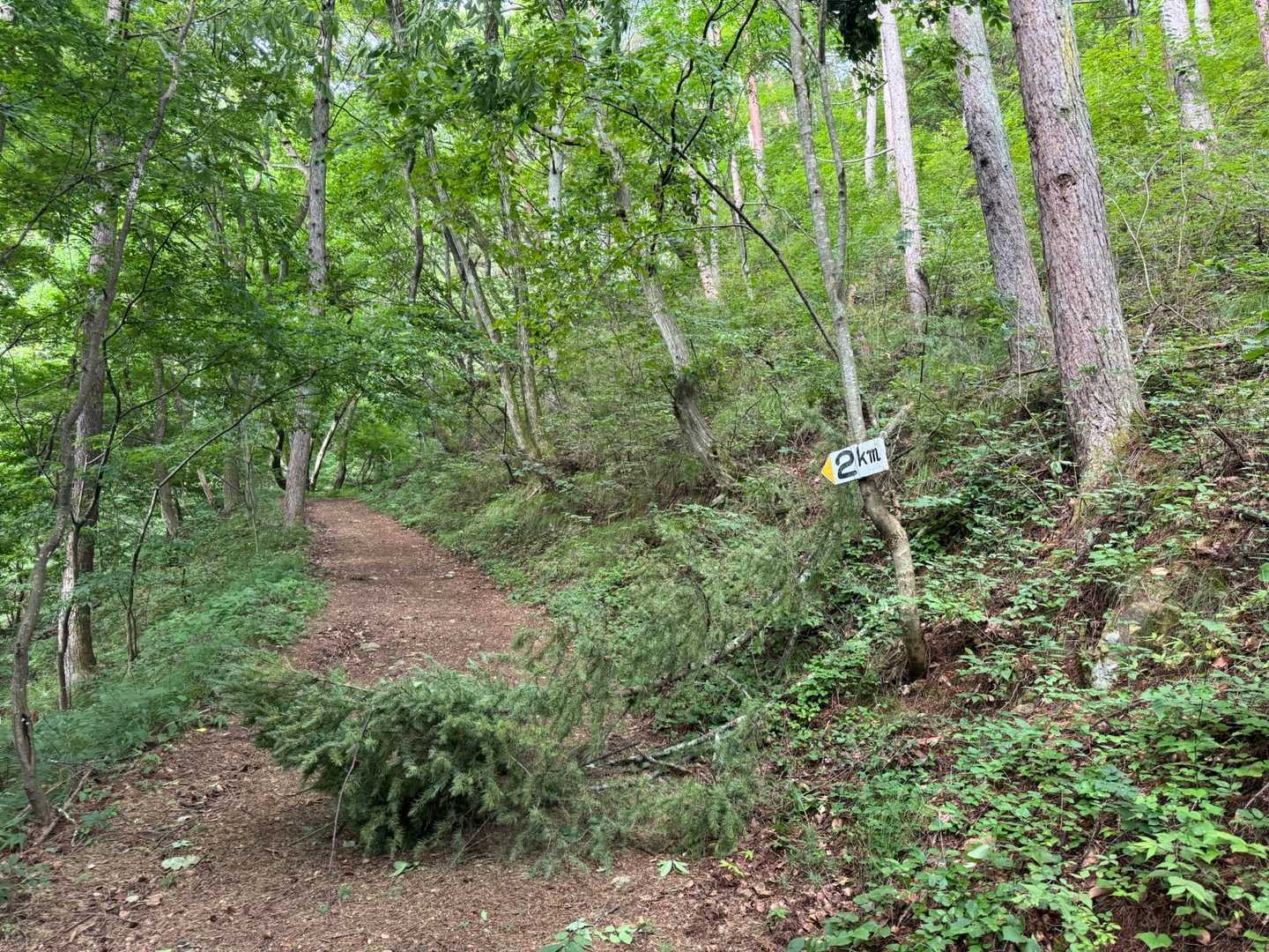 倒木🌲
動かせたので端に寄せました😄