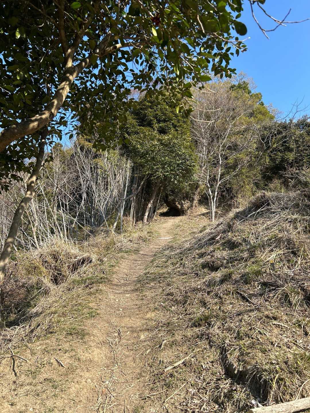 こんな感じで登山スタートです🚶‍♀️