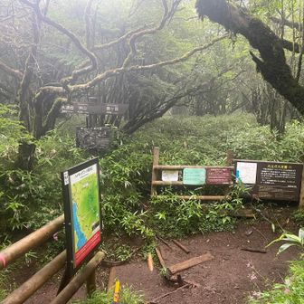 1時間弱で防ヶ沢分岐到着。（風無く汗だく）
正面は早雲山へ続くハイキングコースです。
10年位通行止めなので、笹やぶでした。