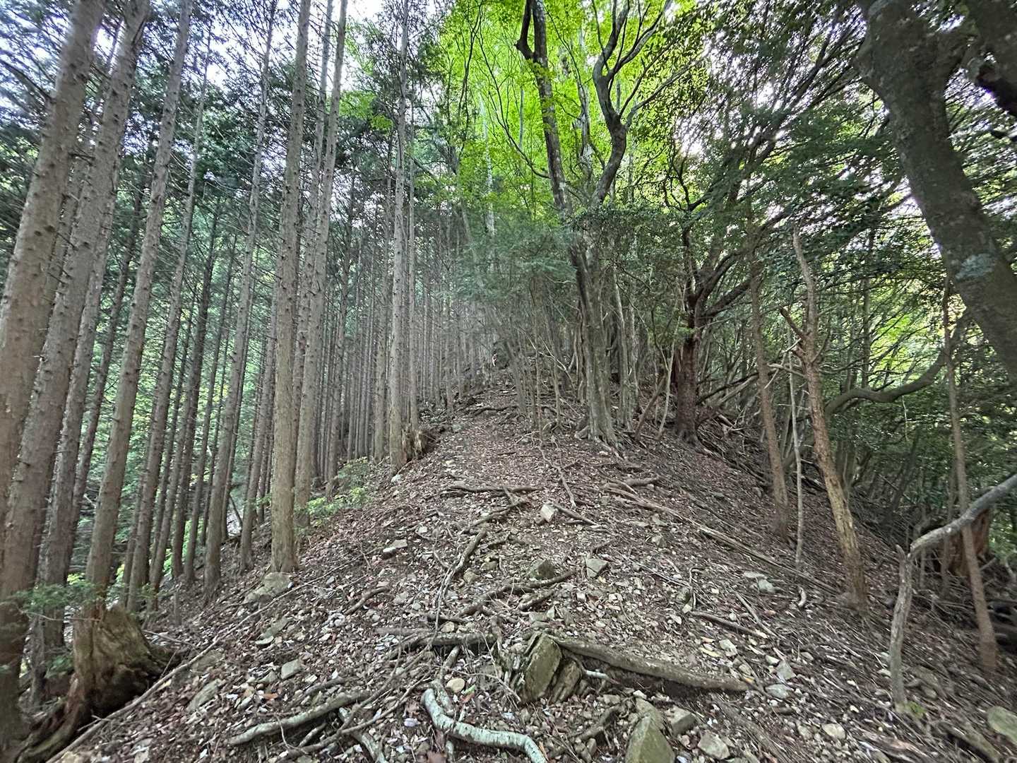 長い長い急登スタート
眺望ない中、序盤は人工林主体、徐々に自然林へと変化。いやぁ、すごい傾斜。なかなかのスパルタ先生ですなぁ。息切れして何度も休憩😮‍💨