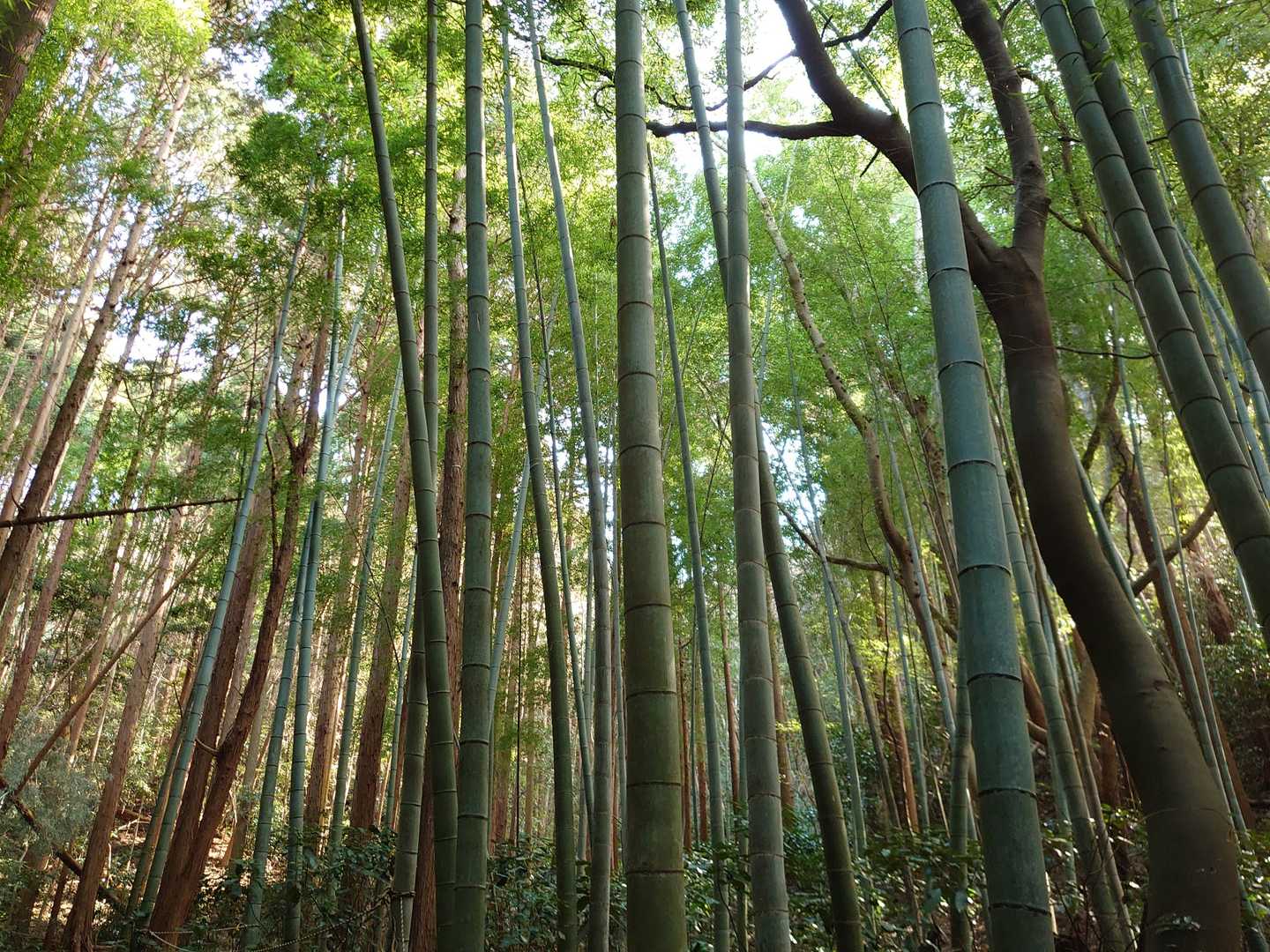 京都風竹林
低山アルアル