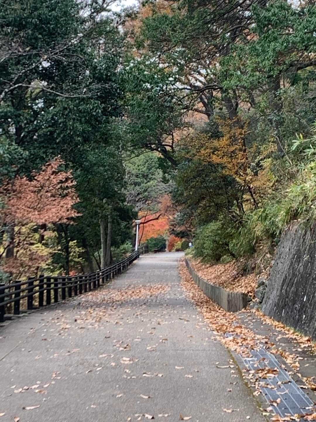 神津嶽 往復コースの写真