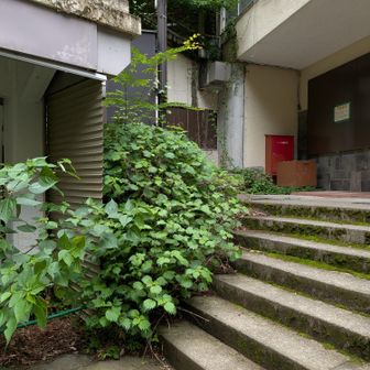 実は、このうっそうとした緑の植物のせいで、坂道に気づかず、引き返してしまったのです。