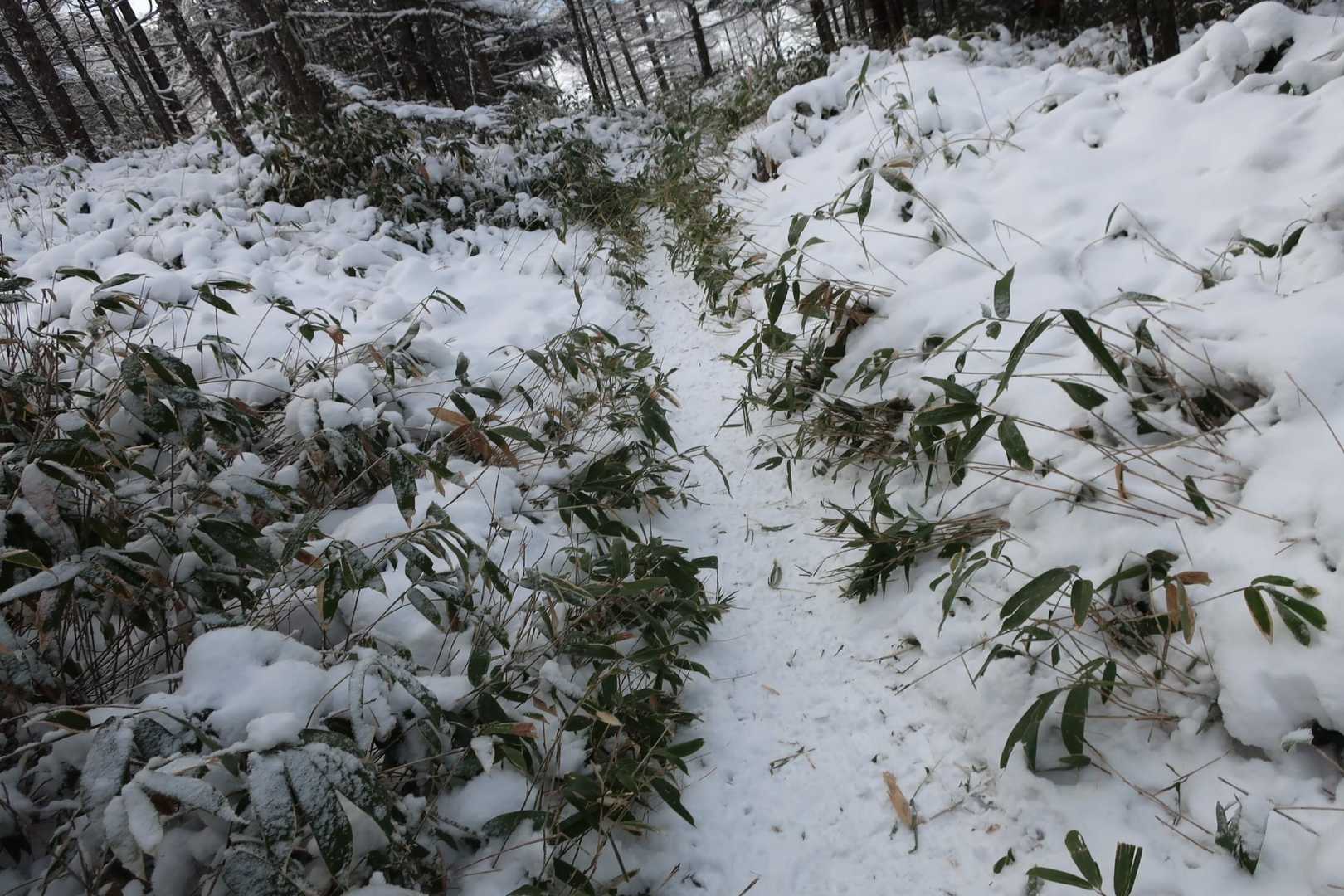 雪はさほど深くありません