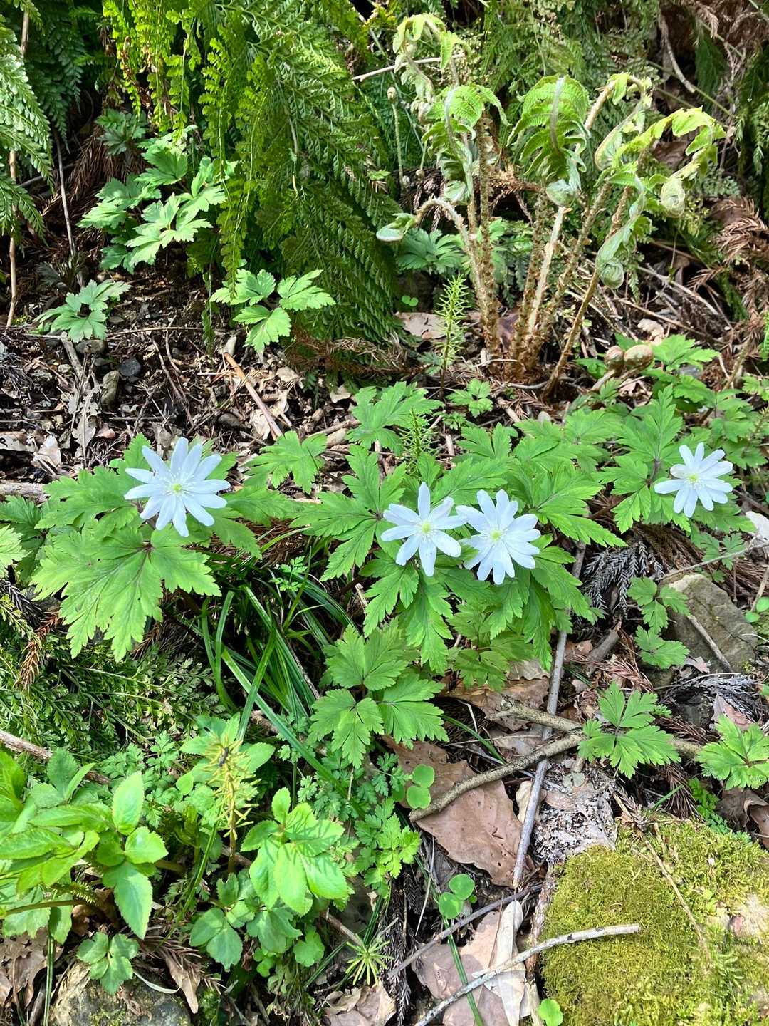 桜公園登山口-大峰山 往復コースの写真