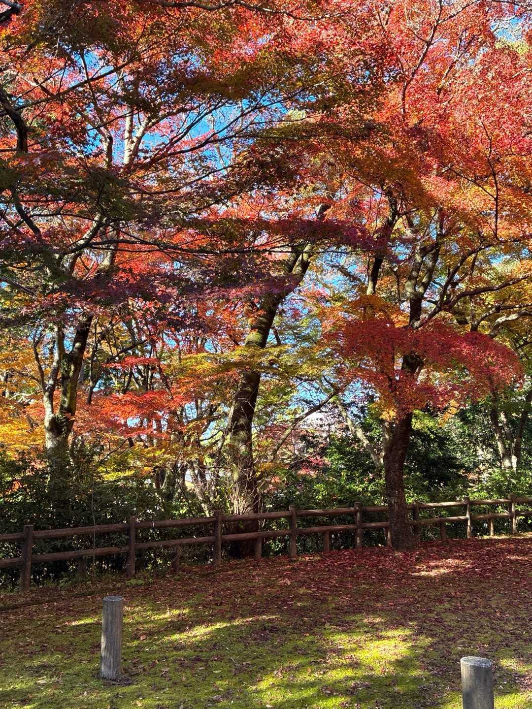 どこを見渡しても紅葉🍁

今年は、本当に色んなところで紅葉を満喫しています！