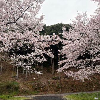 さくら新道🌸取付の手前
府中八幡神社⛩️の🅿️から見た桜🌸
