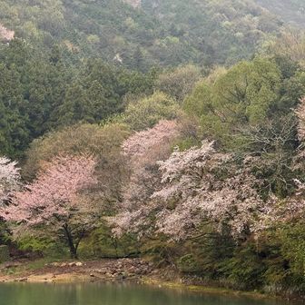 桜とカモ🦆と百々ヶ峰など