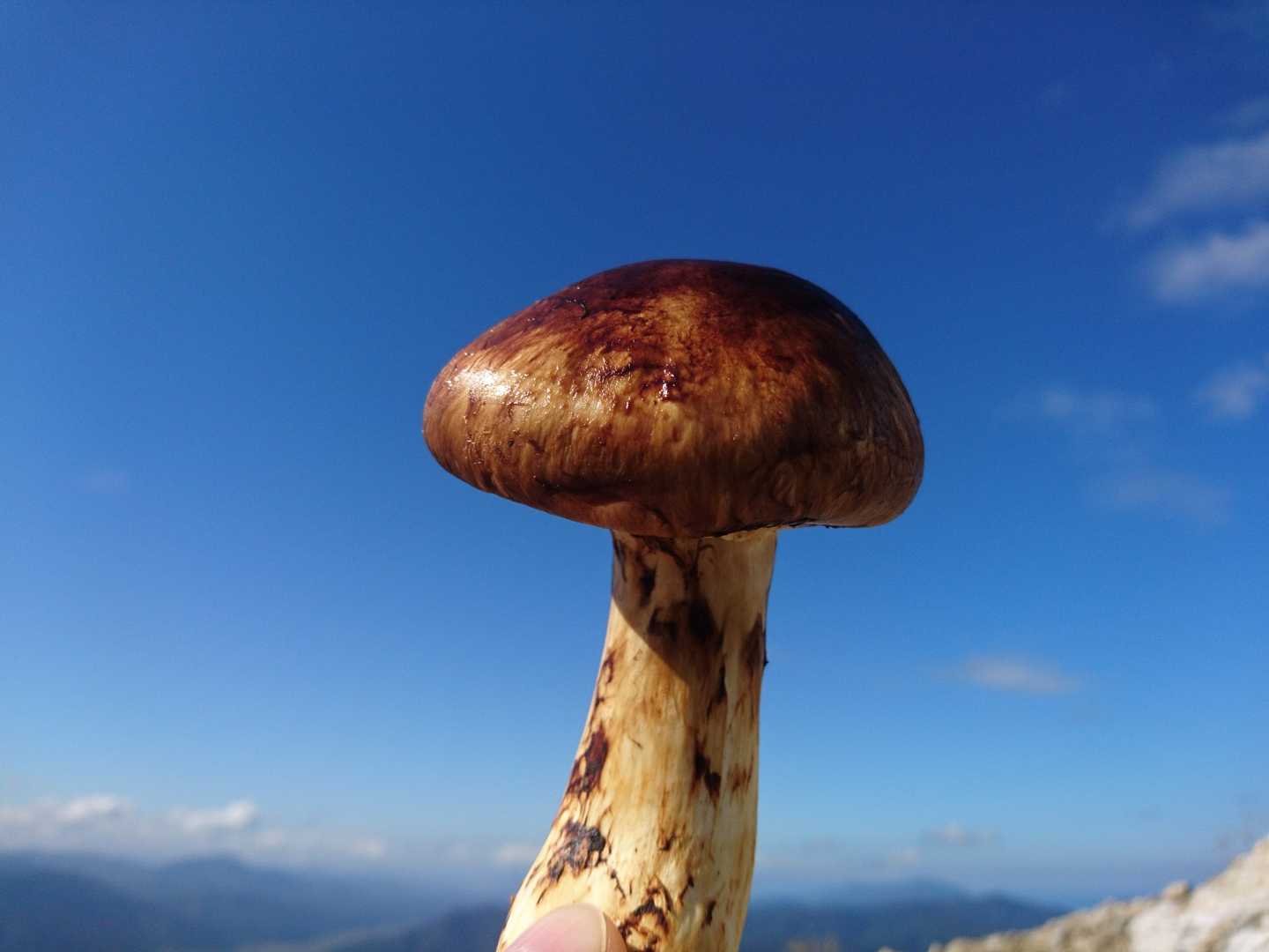 轆轤山の写真