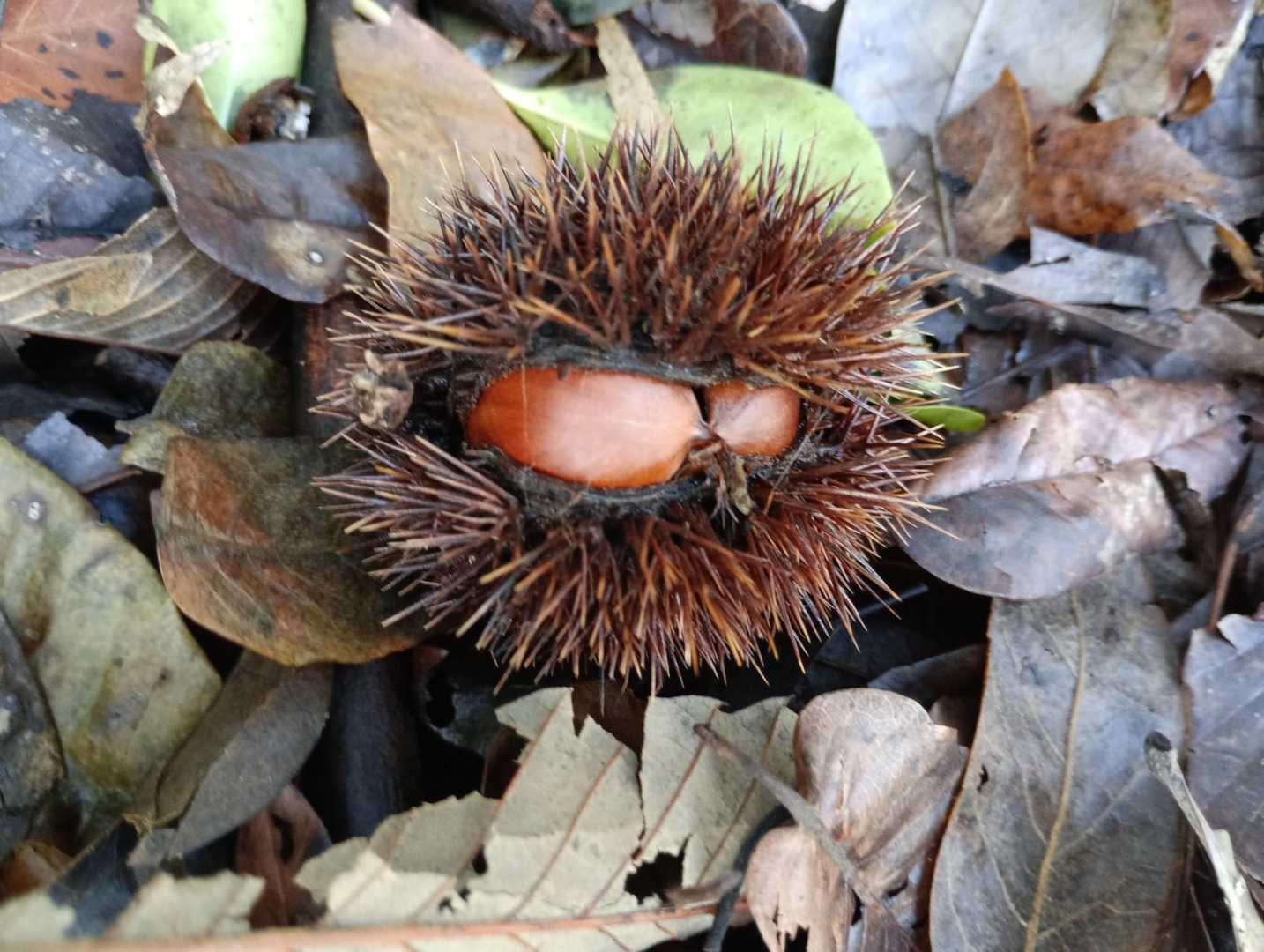 栗