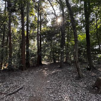 で、この辺りが御前山の山頂っぽいんだけど、
ん～、何にもないな。