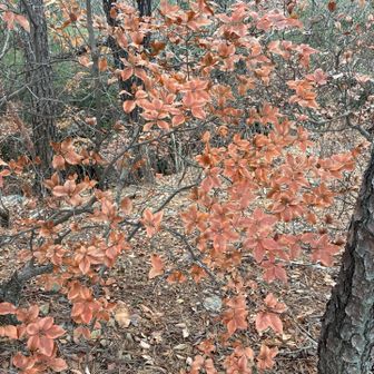 アカヤシオの枯れた🍁