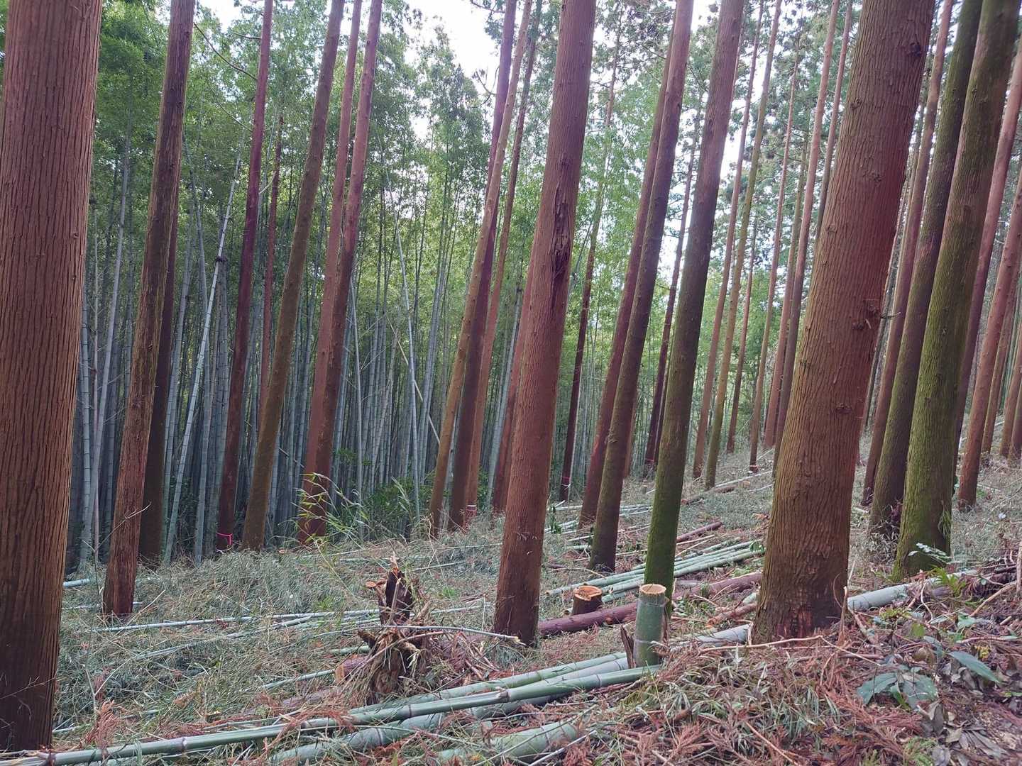 スッキリ