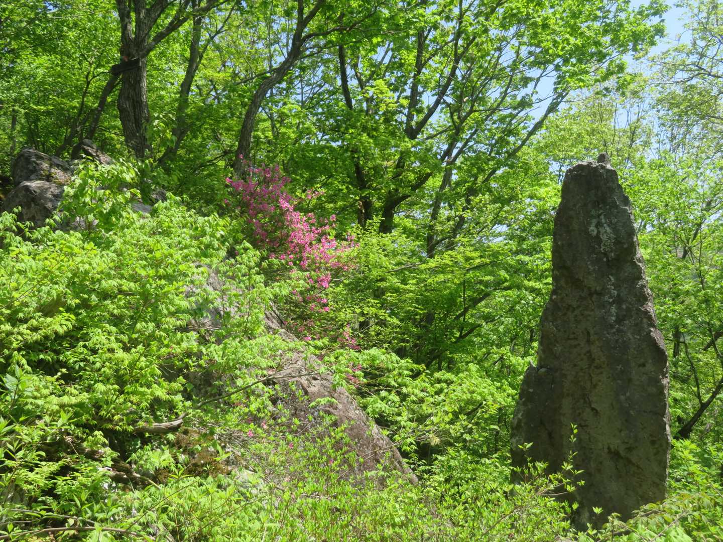 ツツジと竪岩