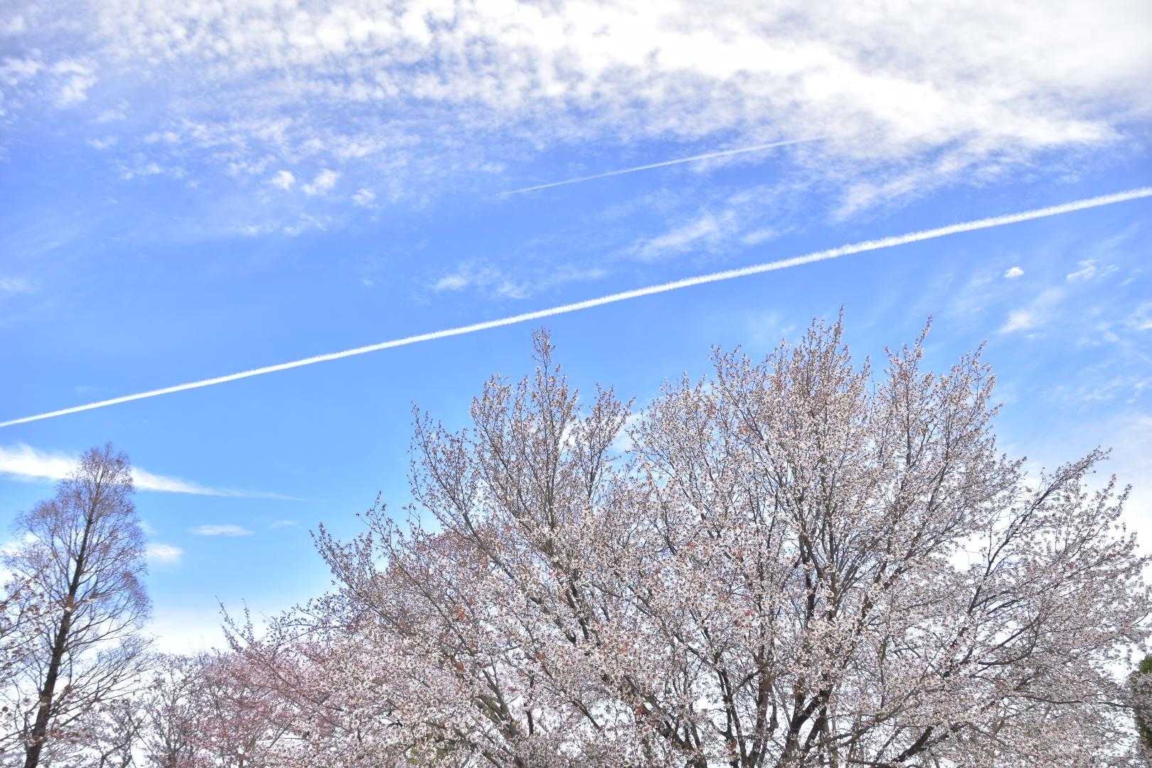 飛行機雲*⋆✈︎