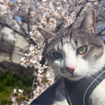 丸坊主✨🐍😼✨