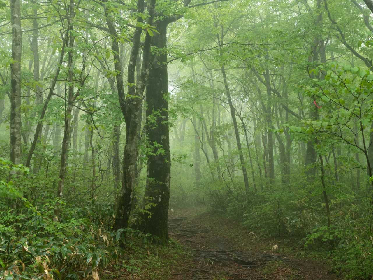 大万木山 往復コースの写真