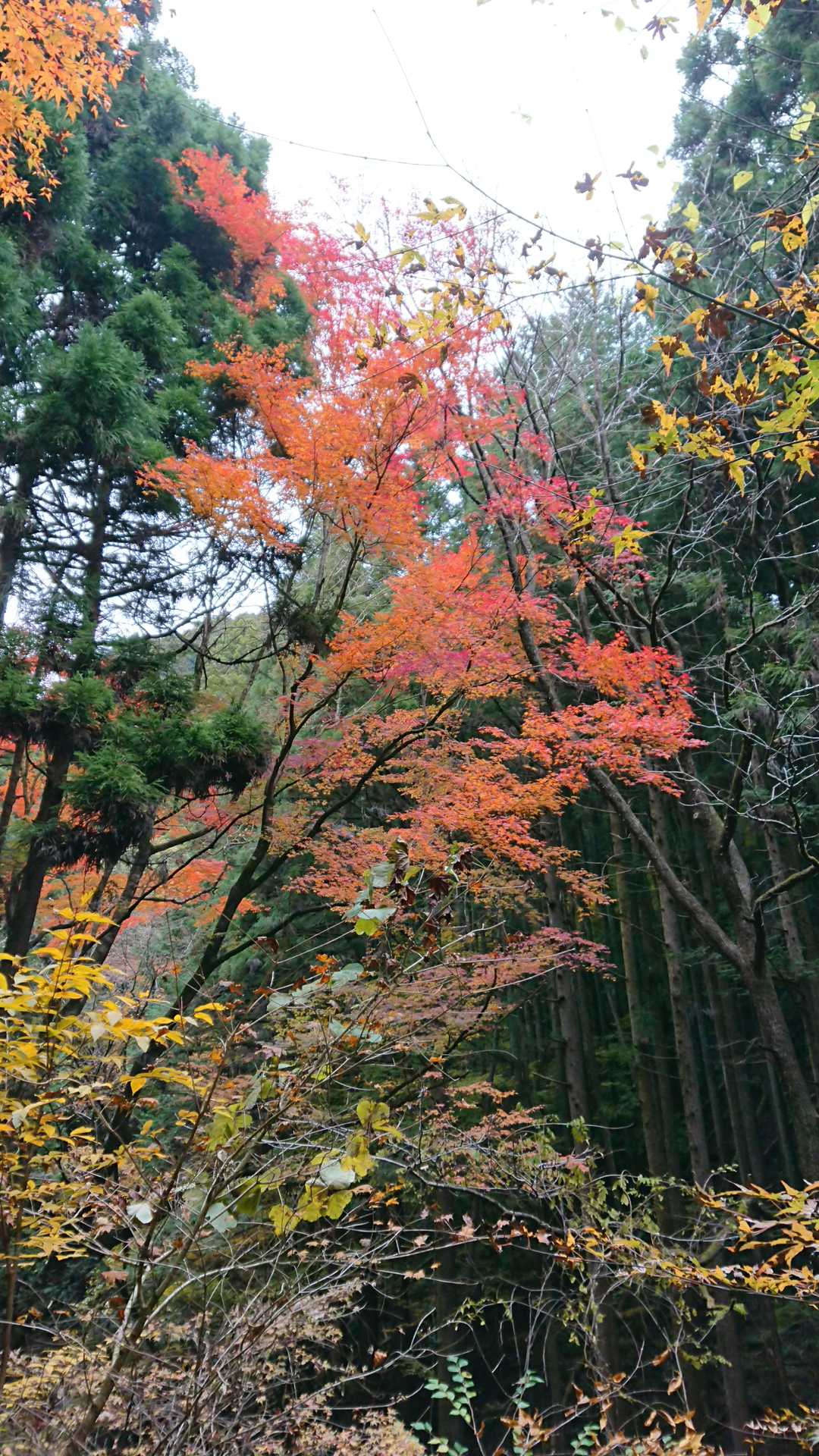 名郷バス停-前武川岳-武川岳-妻坂峠 周回コースの写真