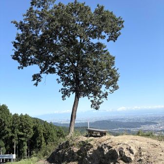 鷹🦅を狙っているそうです。
でもトンビしかいませんでした。