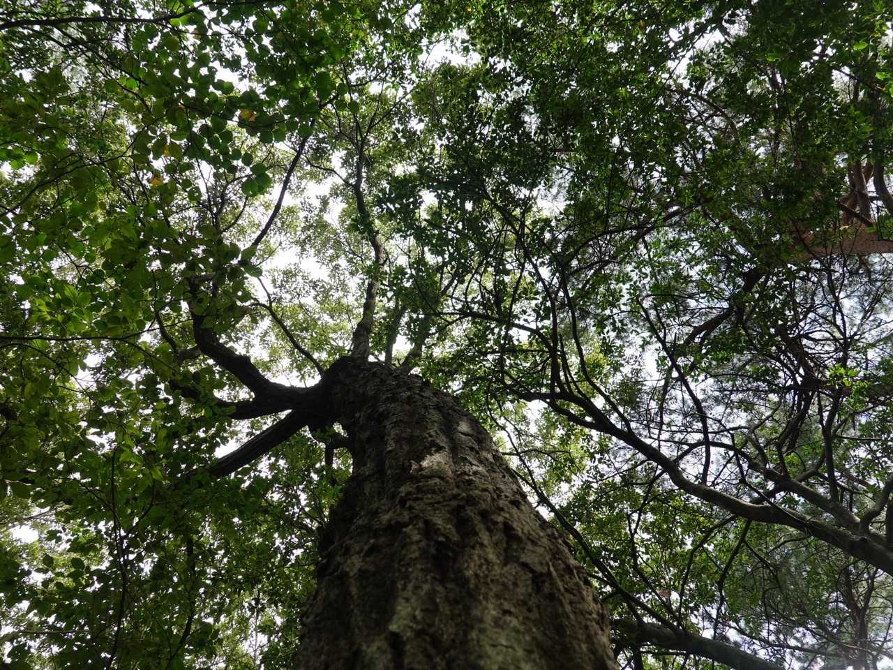 遣水観音山 周回コースの写真