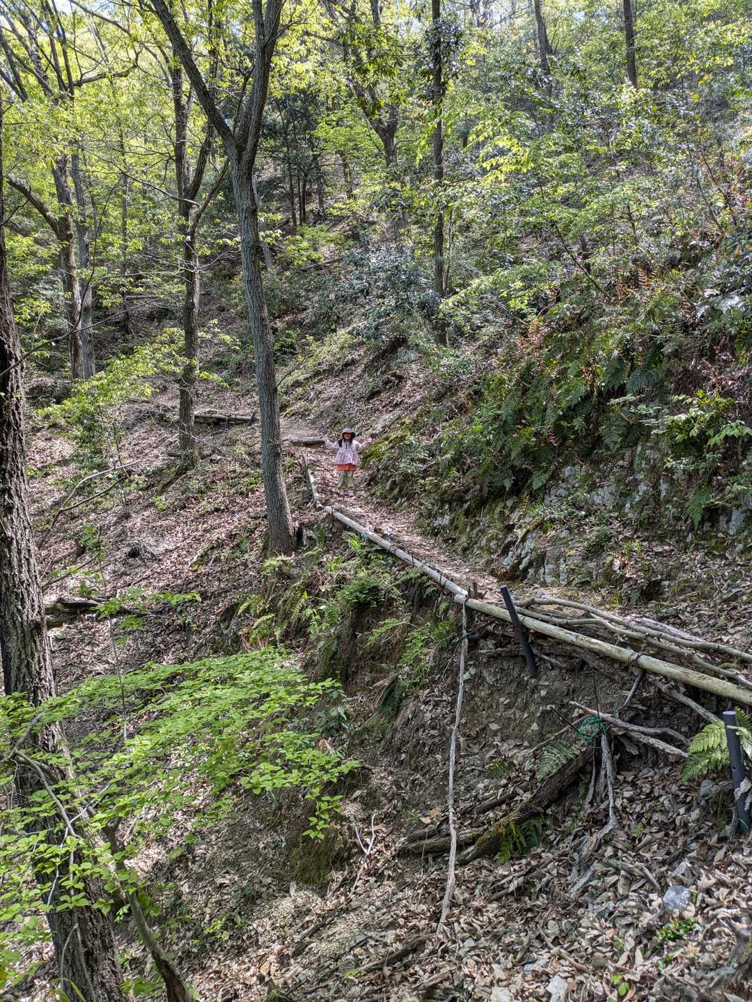 太尾山 周回コースの写真