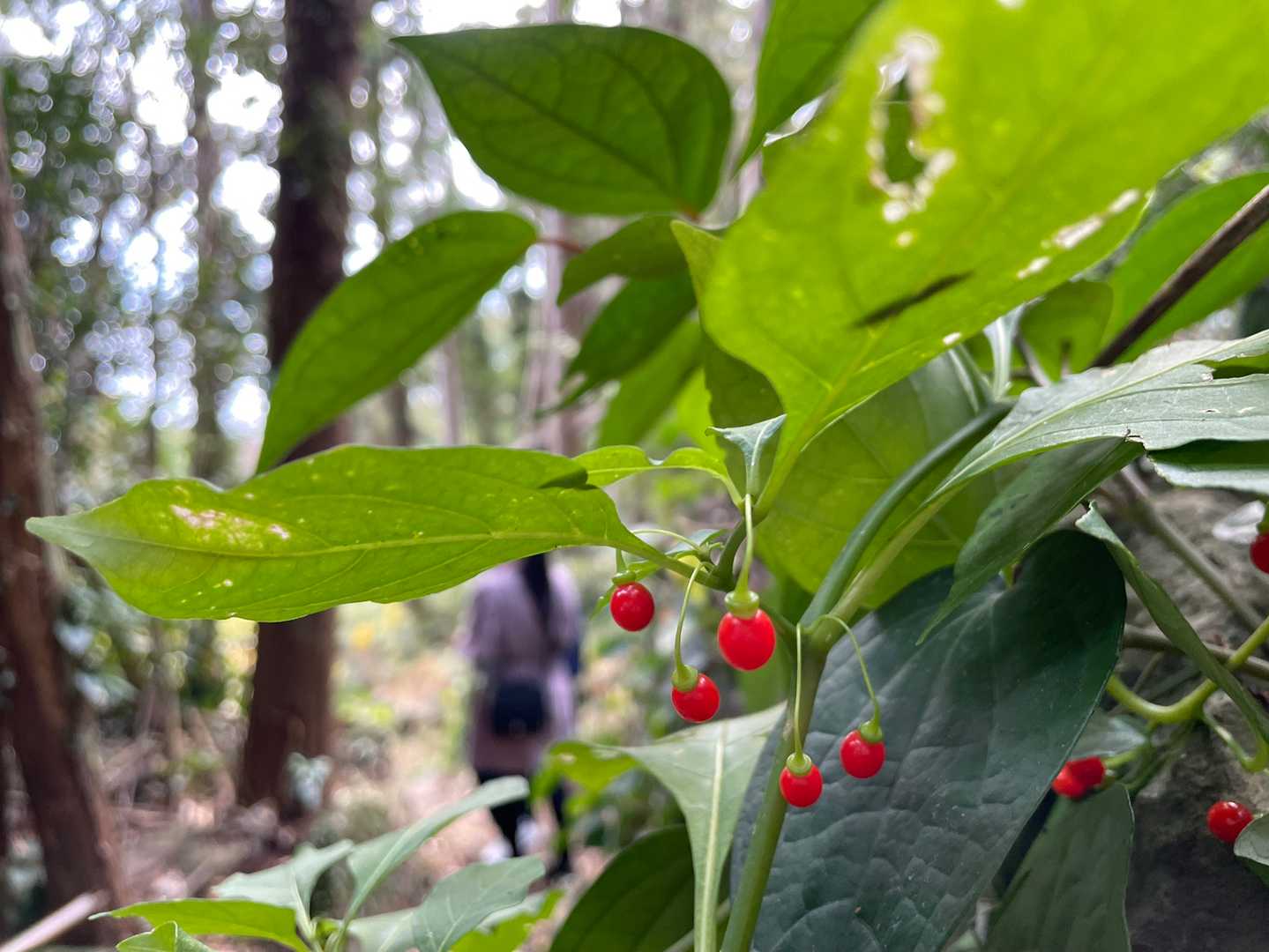 猫は山には登らない事を検証しつつ
下山中に見つけた実
可愛い〜🥰