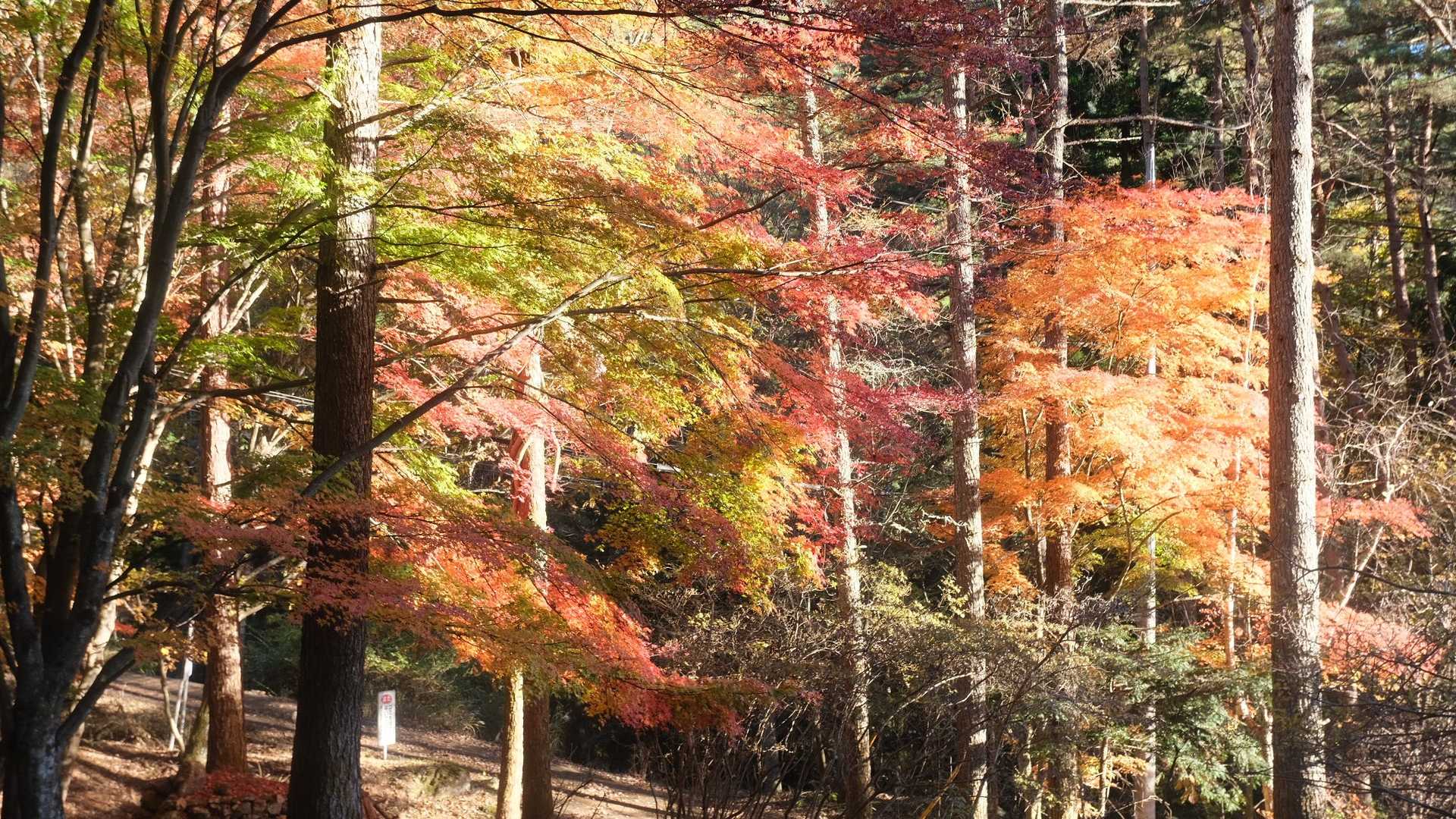 新道峠-破風山-すずらん峠-御坂黒岳-中沢山 縦走コースの写真