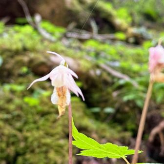 希少種のホテイランが！
もう咲き終わっていてます。
南沢ルートに群生地あり。