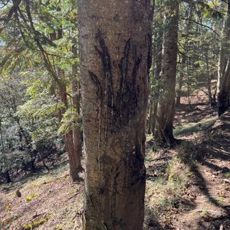 ヨモギの頭を避けて巻道へ。ちょっと古めだけど熊の爪痕🐻😱