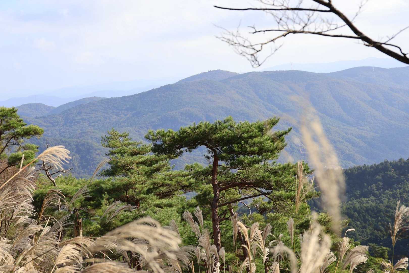 ススキ🌾