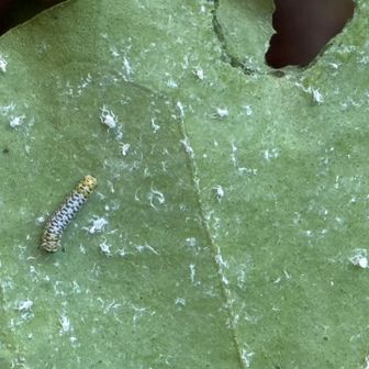 いた！いた！アサギマダラの幼虫です
実際は糸くずぐらいの大きさで丸く綺麗にキジョランの葉っぱを食べています