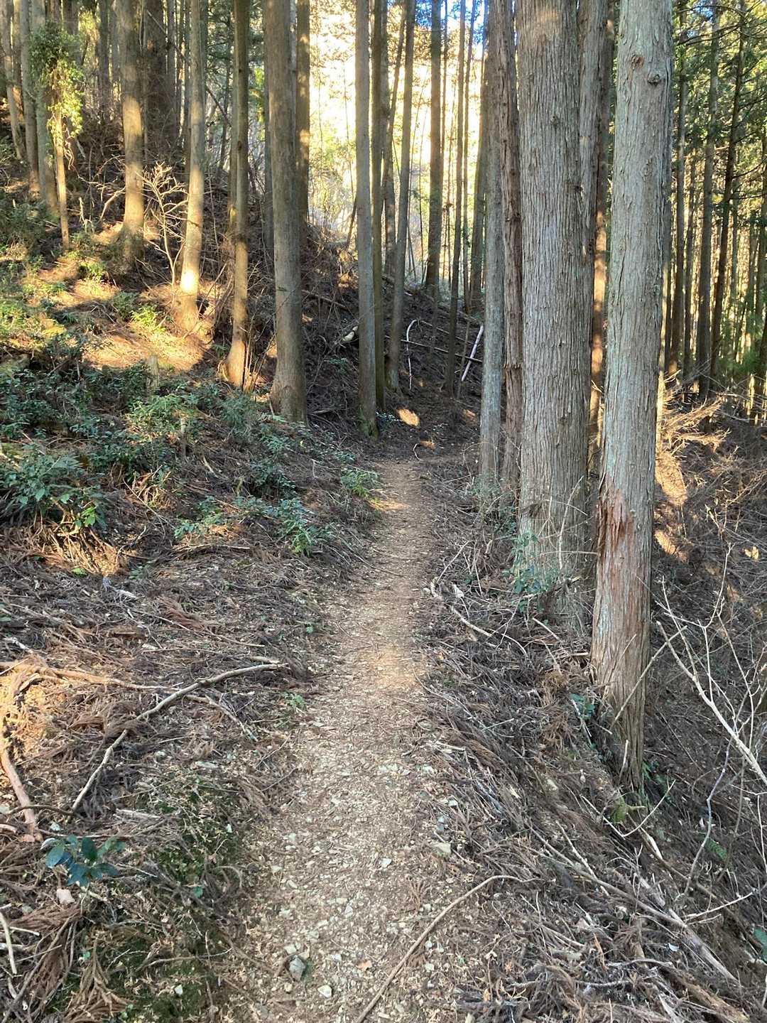 上川乗ルートはこんな感じで歩きやすいんですが、眺望はゼロです。