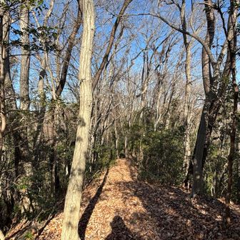 冬は葉が落ちる分、明るくていい